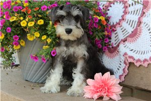 Zena - Schnauzer, Miniature for sale