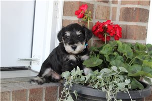 Zoltan - Schnauzer, Miniature for sale