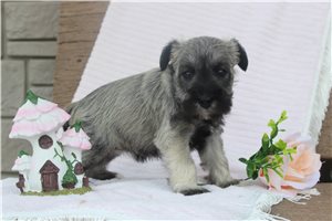 Adelia - Schnauzer, Miniature for sale
