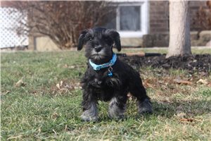 Vincent - Schnauzer, Miniature for sale