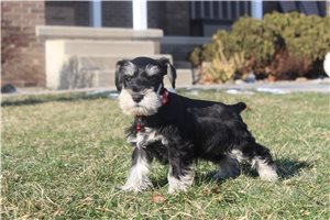 Volt - Schnauzer, Miniature for sale