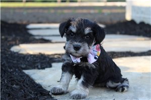 Zena - Schnauzer, Miniature for sale