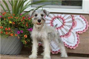 Adelia - Schnauzer, Miniature for sale