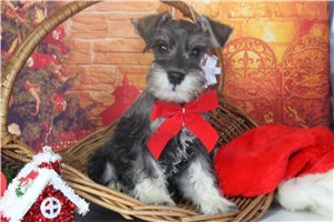 Tigger - Schnauzer, Miniature for sale