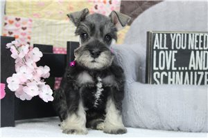 Taylor - puppy for sale