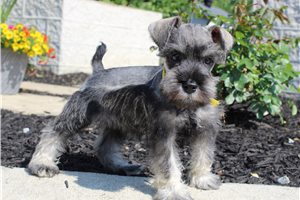 Aiden - Schnauzer, Miniature for sale