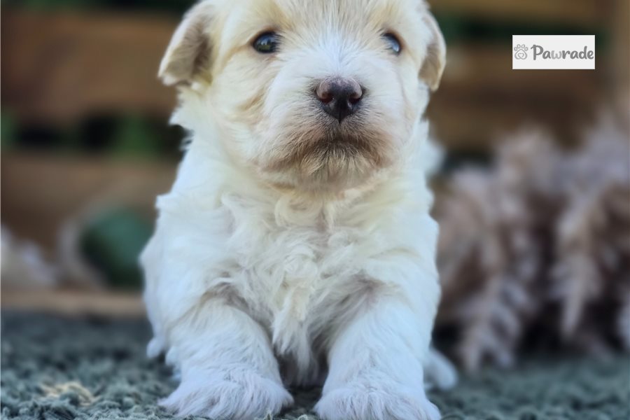 Polly - Maltipoo for sale