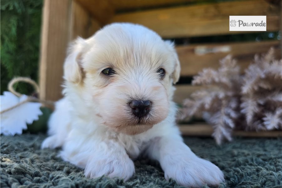 Pilot - Maltipoo for sale