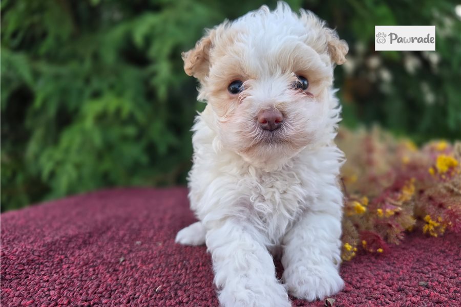 Poof - Maltipoo for sale