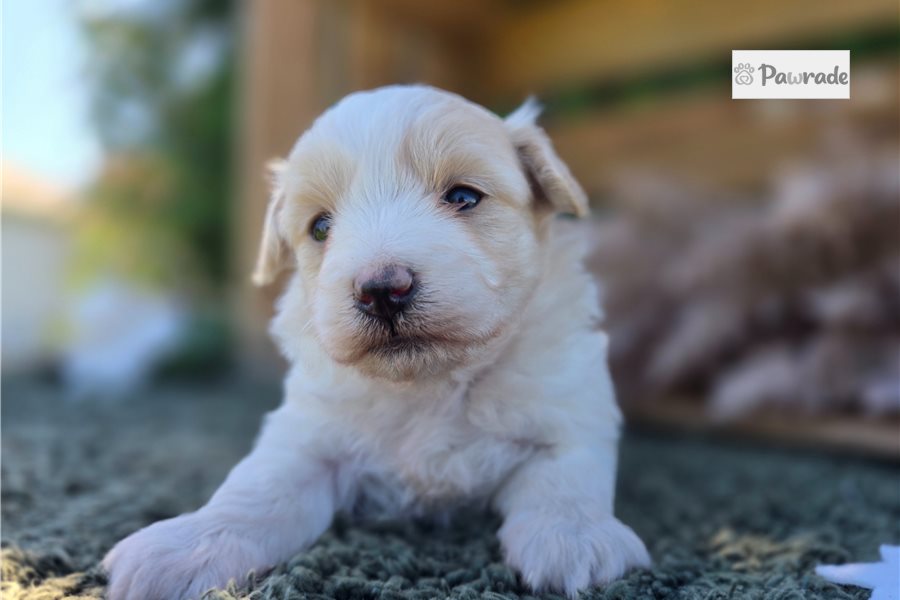 Pocahontas, female Maltipoo puppy for sale
