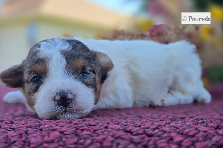 Pint, male Maltipoo puppy for sale