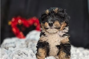 Cash - Aussiedoodle for sale