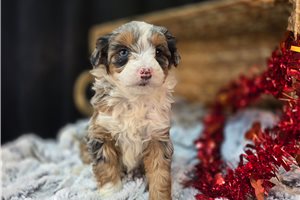 Camilla - Aussiedoodle for sale
