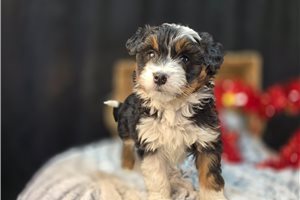Caspien - Aussiedoodle for sale