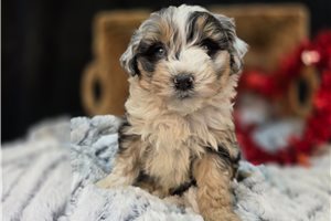 Cecil - Aussiedoodle for sale
