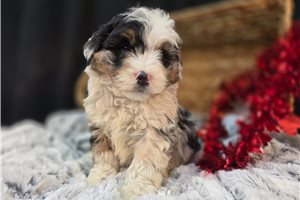 Cassius - Aussiedoodle for sale