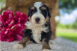 Vermont - Bernedoodle, Mini for sale