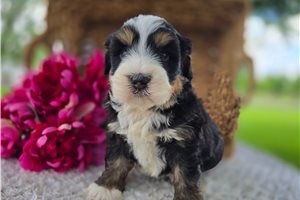 Vick - puppy for sale