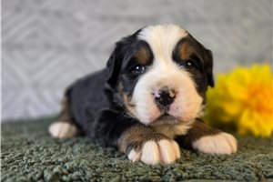 Rory - puppy for sale