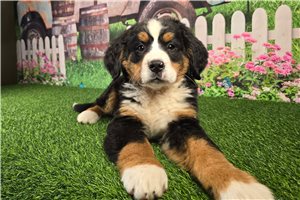 Madison - Bernese Mountain Dog for sale