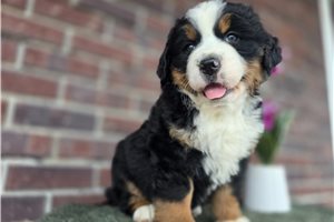 Rory - Bernese Mountain Dog for sale