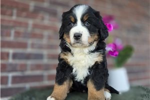 Raven - Bernese Mountain Dog for sale