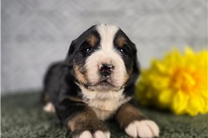 Raven - puppy for sale