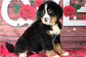 Knox - Bernese Mountain Dog for sale