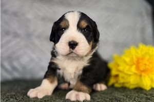Roman - Bernese Mountain Dog for sale
