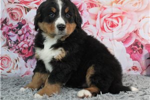 Knotts - Bernese Mountain Dog for sale