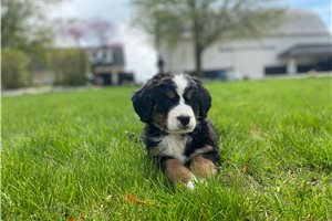 Marlena - puppy for sale