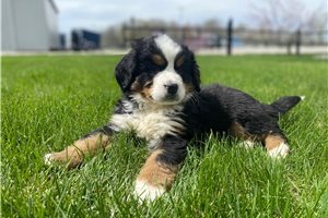 Montgomery - Bernese Mountain Dog for sale
