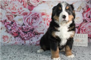 Koby - Bernese Mountain Dog for sale