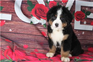 Koda - Bernese Mountain Dog for sale