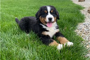 Maxwell - puppy for sale