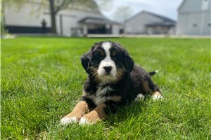 Murphy - puppy for sale