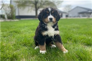 Mikey - Bernese Mountain Dog for sale