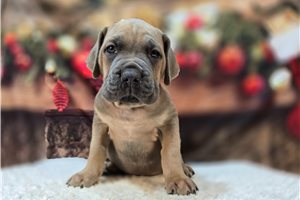 Dustin - Cane Corso Mastiff for sale