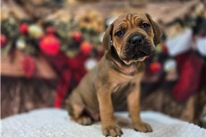 Dawson - Cane Corso Mastiff for sale