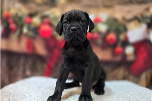 Destiny - Cane Corso Mastiff for sale