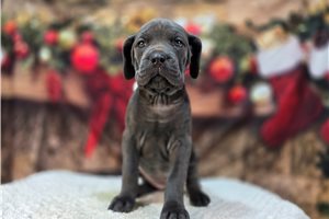 Delaney - Cane Corso Mastiff for sale