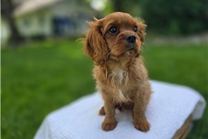 Kasper - puppy for sale