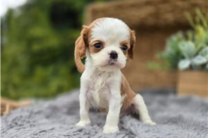 Nate - Cavalier King Charles Spaniel for sale