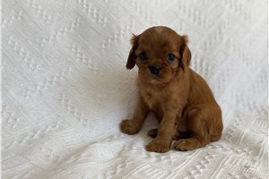 Vanna - puppy for sale