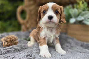 Mack - Cavalier King Charles Spaniel for sale