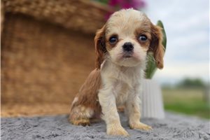 Nate - Cavalier King Charles Spaniel for sale