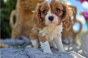Victor - Cavalier King Charles Spaniel for sale