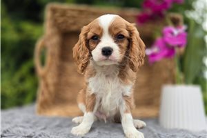 Mack - Cavalier King Charles Spaniel for sale