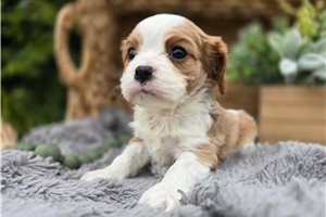 Nautilus - Cavalier King Charles Spaniel for sale