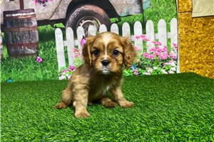 Angela - puppy for sale
